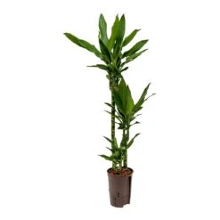 Dracaena Janet Lind - Multi Stem - HydroCare 14 Dracaena Janet Lind - Multi Stem - HydroCare -Indoor Plant Store Dracaena Janet Lind Hydroculture Indoor Plant 3Stems Small
