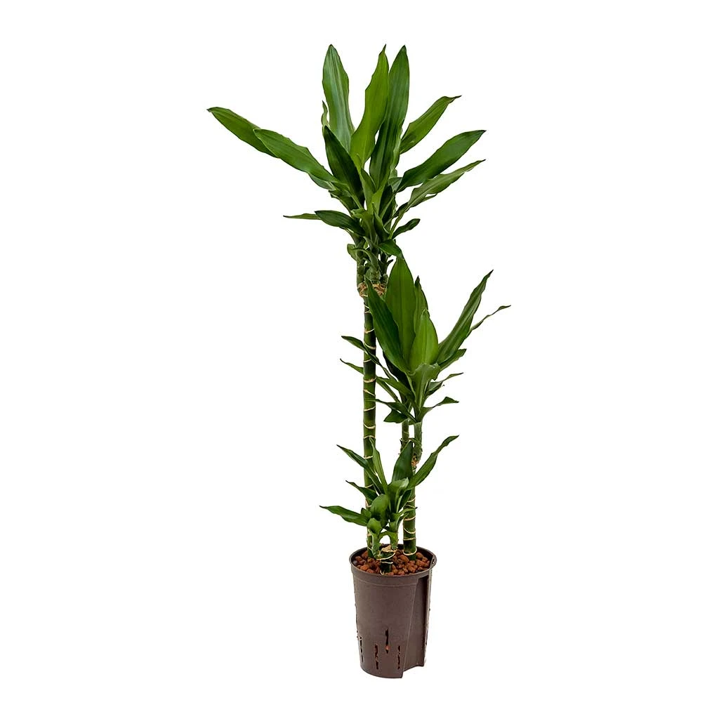 Dracaena Janet Lind - Multi Stem - HydroCare 5 Dracaena Janet Lind - Multi Stem - HydroCare - Image 5