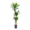 Dracaena Janet Lind - Multi Stem - HydroCare