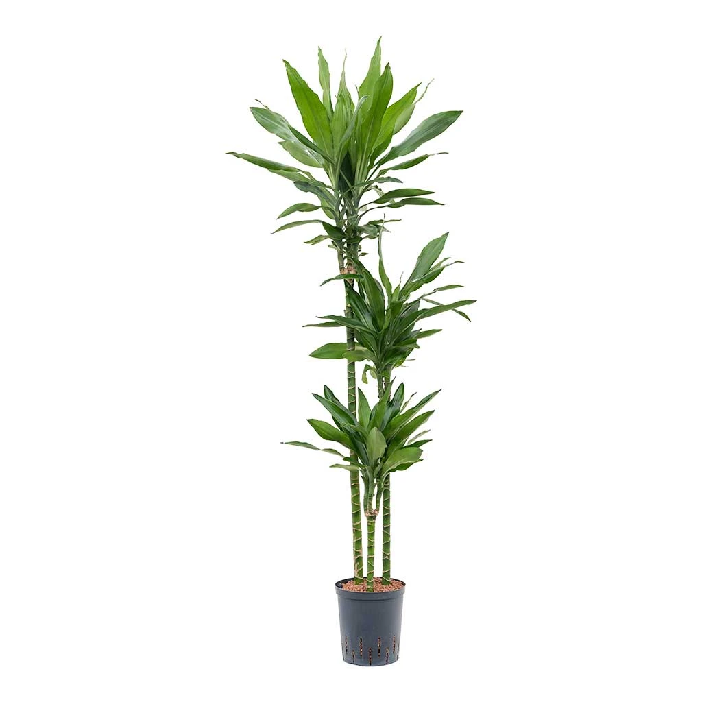 Dracaena Janet Lind - Multi Stem - HydroCare 1 Dracaena Janet Lind - Multi Stem - HydroCare