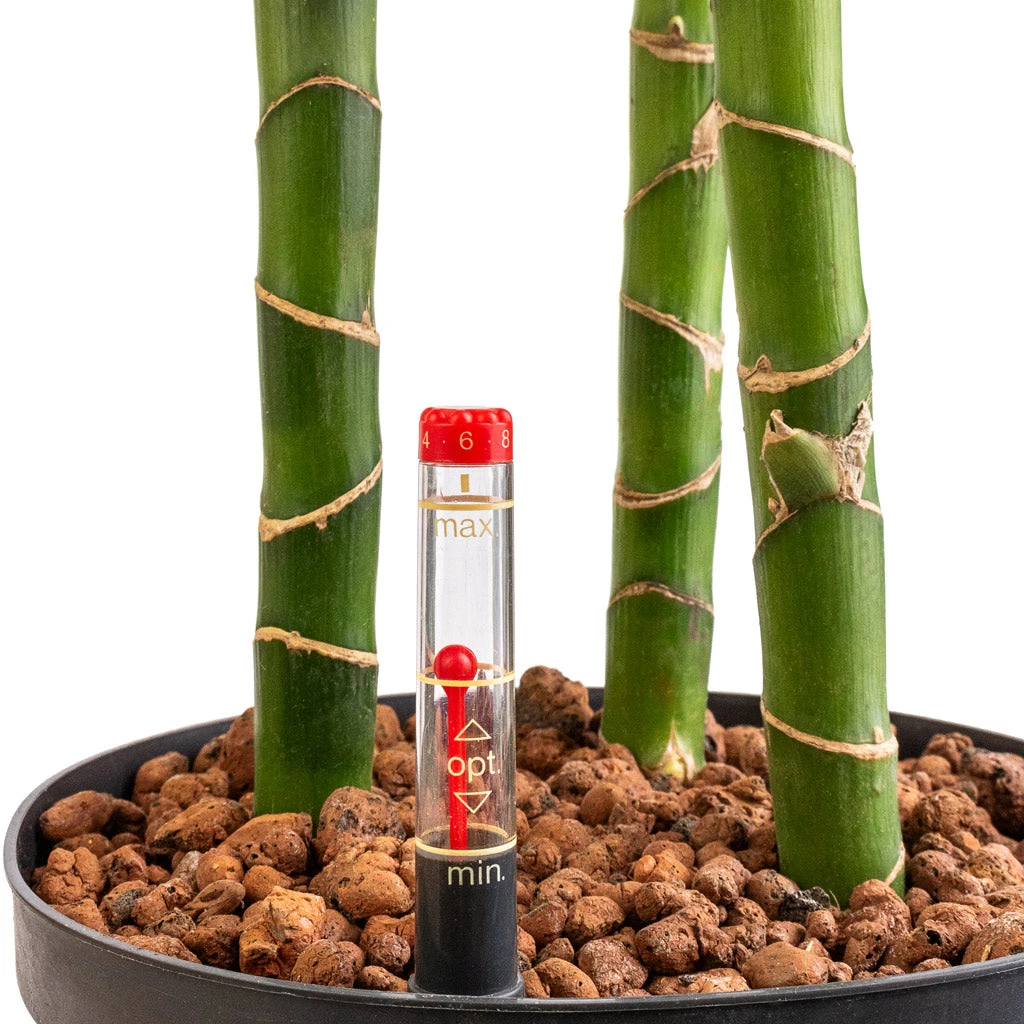 Dracaena Janet Lind - Multi Stem - HydroCare 2 Dracaena Janet Lind - Multi Stem - HydroCare - Image 2