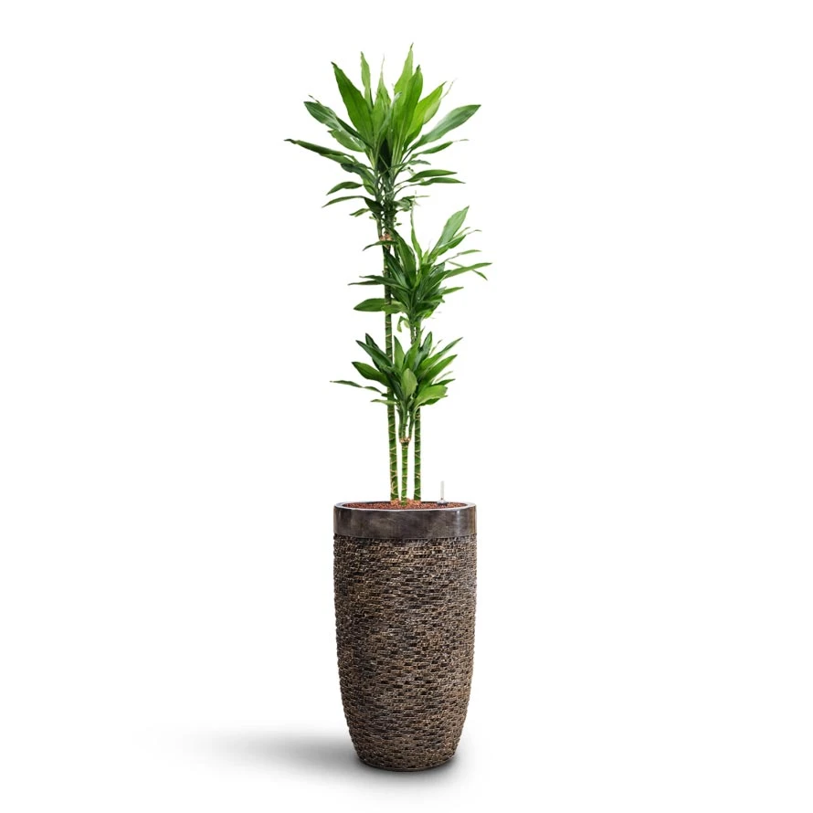 Dracaena Janet Lind - Multi Stem - HydroCare 4 Dracaena Janet Lind - Multi Stem - HydroCare - Image 4