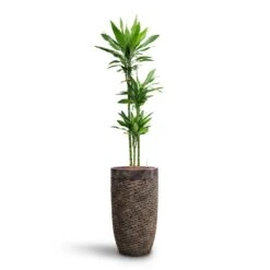 Luxe Lite Layer Partner Planter - Bronze -Indoor Plant Store Dracaena Janet Lind Multi Stem HydroCare Luxe Lite Layer Partner Planter Bronze 969a4eac 356c 46b2 a4e5 645d6698b90d