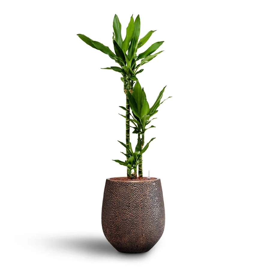 Dracaena Janet Lind - Multi Stem - HydroCare 9 Dracaena Janet Lind - Multi Stem - HydroCare - Image 9