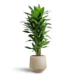 Dracaena Janet Lind - Branched - HydroCare -Indoor Plant Store Dracaena Janet Lind Multi Stem Hydroculture 3 stems Raindrop Tube Round Planter Stone 30 x 26cm