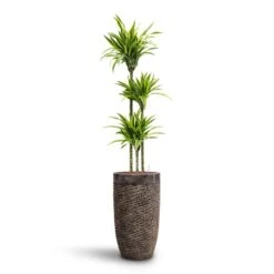 Luxe Lite Layer Partner Planter - Bronze -Indoor Plant Store Dracaena Lemon lime Multi Stem HydroCare Luxe Lite Layer Partner Planter Bronze 52202542 a43e 4d77 b176 6f82d57c5970