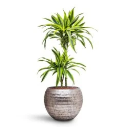 Opus Hammered Globe Planter - Silver -Indoor Plant Store Dracaena Lemon lime Multi Stem HydroCare Opus Hammered Globe Planter Silver 1229ad71 e5d4 40eb 8bcc b9cb8df8b72c