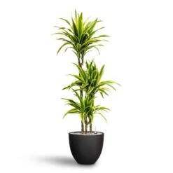 Coral Refined Planter - Volcano Black 6 Coral Refined Planter - Volcano Black -Indoor Plant Store Dracaena Lemon lime Multi Stem Hydroculture 21 20 x 125cm Coral Refined Planter Volcano Black 25 x 21 cm 59f0469e 4b91 409e b593 752231a5aaff