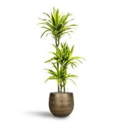 Ryan Plant Pot - Shiny Gold 31 Ryan Plant Pot - Shiny Gold -Indoor Plant Store Dracaena Lemon lime Multi Stem Hydroculture 21 20 x 125cm Ryan Plant Pot Shiny Gold 31 x 28 cm 88583960 45b7 4431 8b35 91dbac6f509c