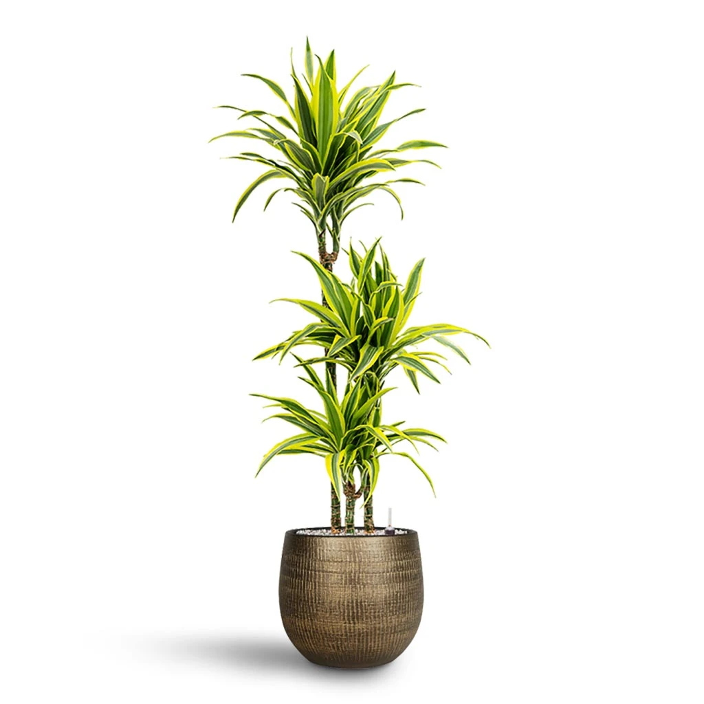 Ryan Plant Pot - Shiny Gold 15 Ryan Plant Pot - Shiny Gold - Image 15