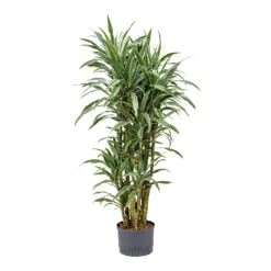 Dracaena Warneckii - Branched - HydroCare 9 Dracaena Warneckii - Branched - HydroCare -Indoor Plant Store Dracaena Warneckii Branched Hydroculture 25 19x110cm