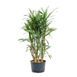 Dracaena Warneckii - Branched - HydroCare 8 Dracaena Warneckii - Branched - HydroCare -Indoor Plant Store Dracaena Warneckii Branched Hydroculture 28 19x130cm