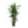 Dracaena Warneckii - Branched - HydroCare