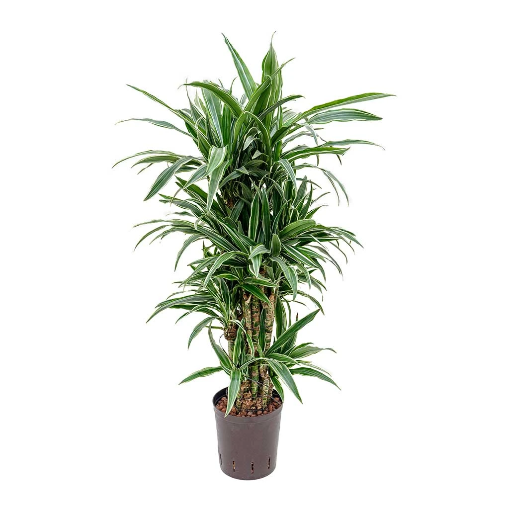 Dracaena Warneckii - Branched - HydroCare 1 Dracaena Warneckii - Branched - HydroCare