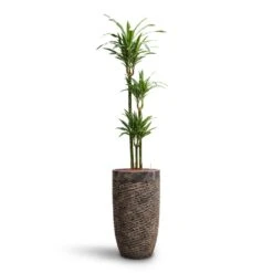 Luxe Lite Layer Partner Planter - Bronze -Indoor Plant Store Dracaena Warneckii Multi Stem HydroCare Luxe Lite Layer Partner Planter Bronze c939cab1 c447 465e aa52 94f865d44c2d