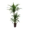 Dracaena Warneckii - Multi Stem - HydroCare