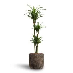 Luxe Lite Waterfall Cylinder Planter - Bronze 31 Luxe Lite Waterfall Cylinder Planter - Bronze -Indoor Plant Store Dracaena Warneckii Multi Stem Hydroculture Luxe Lite Waterfall Cylinder Planter Bronze e0faf6f9 2e8e 4a49 8afc fc1a95e0e1e0