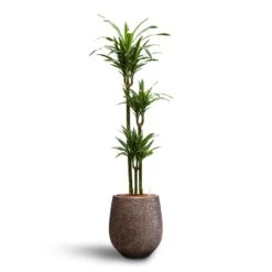 Dracaena Warneckii - Multi Stem - HydroCare -Indoor Plant Store Dracaena Warneckii Multi Stem Hydroculture Opus Hit Darcy Planter Gold