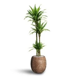 Dracaena Warneckii - Multi Stem - HydroCare -Indoor Plant Store Dracaena Warneckii Multi Stem Hydroculture Polystone Coated Plain Balloon Planter Rock