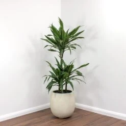 Dracaena Deremensis Warneckii - Multi Stem -Indoor Plant Store Dracaena deremensis Warneckii Balloon Plant Pot White Concrete