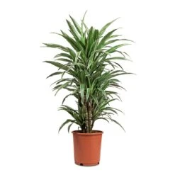 Dracaena Deremensis Warneckii - Branched -Indoor Plant Store Dracaena deremensis Warneckii Branched 24x90cm