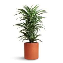 Max Refined Planter - Canyon Orange 10 Max Refined Planter - Canyon Orange -Indoor Plant Store Dracaena deremensis Warneckii Branched 24x90cm Max Refined Planter Canyon Orange 29x29.5cm
