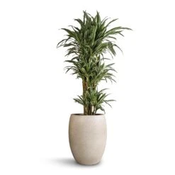 Dracaena Deremensis Warneckii - Branched -Indoor Plant Store Dracaena deremensis Warneckii Branched 27 x 120cm Grigio Tall Balloon Planter Antique White Concrete 40 x 50cm