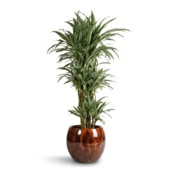 Kae Plant Pot - Cayenne -Indoor Plant Store Dracaena deremensis Warneckii Branched 27x120cm Kae Plant Pot Cayenne 37x32cm f203c729 6f80 4414 8ae2 72ab3e2e1a47