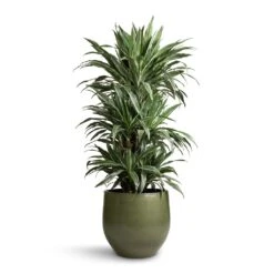 Dracaena Deremensis Warneckii - Branched -Indoor Plant Store Dracaena deremensis Warneckii Branched 27x120cm Zembla Plant Pot Green 35x32cm
