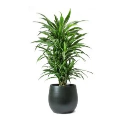 Dracaena Deremensis Warneckii - Branched -Indoor Plant Store Dracaena deremensis Warneckii Branched Esra Plant Pot Dark Green