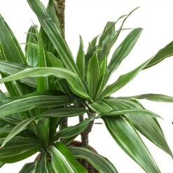 Dracaena Deremensis Warneckii - Multi Stem -Indoor Plant Store Dracaena deremensis Warneckii Leaves