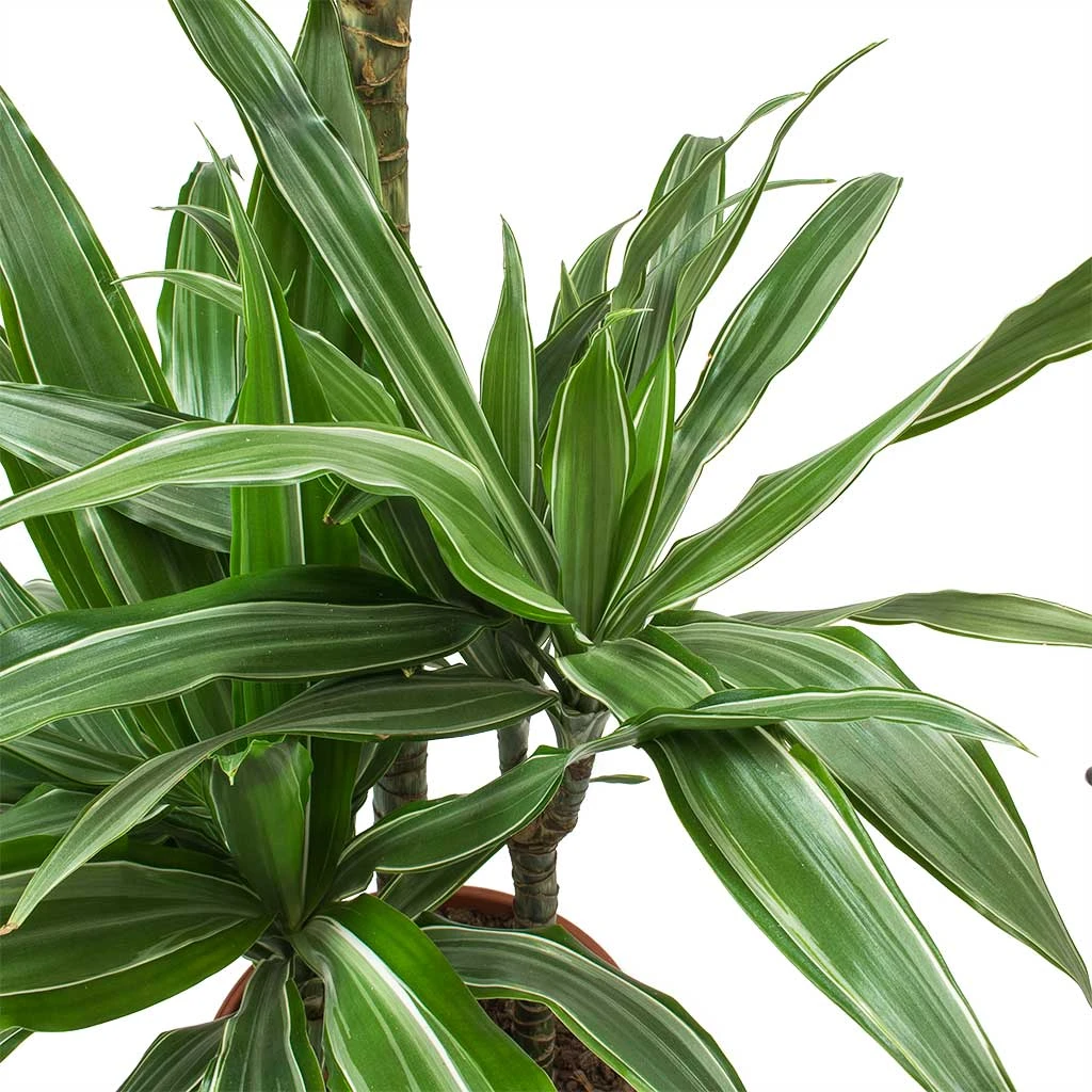 Dracaena Warneckii - Branched - HydroCare 2 Dracaena Warneckii - Branched - HydroCare - Image 2
