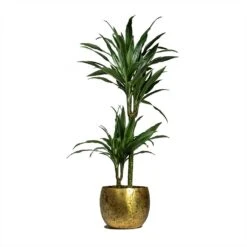 Dracaena Deremensis Warneckii - Multi Stem -Indoor Plant Store Dracaena deremensis Warneckii Multi Stem 19x90cm 2 stems Ellen Metal Plant Pots Set of 3 Brass