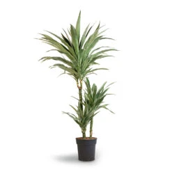 Dracaena Deremensis Warneckii - Multi Stem -Indoor Plant Store Dracaena deremensis Warneckii Multi Stem 21x105cm 3stems