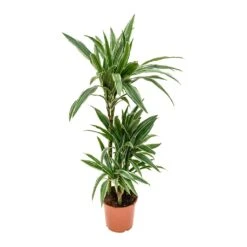 Dracaena Deremensis Warneckii - Multi Stem -Indoor Plant Store Dracaena deremensis Warneckii Multi Stem