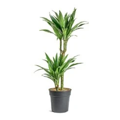 Dracaena Deremensis Warneckii - Multi Stem -Indoor Plant Store Dracaena deremensis Warneckii Multi Stem 401f4d6b 3efd 497d 89eb 216dc3421977