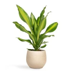 Ryan Plant Pot - Sand Gold 22 Ryan Plant Pot - Sand Gold -Indoor Plant Store Dracaena fragrans Burley 14x40cm Ryan Plant Pot Sand Gold 18x16cm bc91e5f0 e777 49a7 bd8d fedd7ffd2765