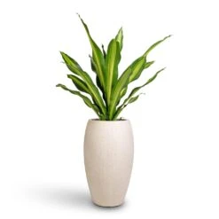 Indoor Plant Store -Indoor Plant Store Dracaena fragrans Burley 24x100cm Raindrop Tall Balloon Planter Stone 37x60cm