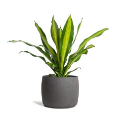 Mini Valerie Plant Pot - Black Washed 17 Mini Valerie Plant Pot - Black Washed -Indoor Plant Store Dracaena fragrans Burley Mini Valerie Plant Pot Black Washed