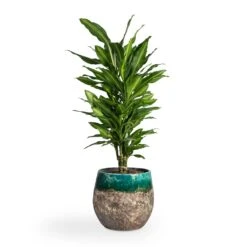 Lindy Plant Pot - Black Green -Indoor Plant Store Dracaena fragrans Cintho Branched 21x70cm Lindy Plant Pot Black Green 30x25cm 1fa2851a 1401 4dfb a9b1 7be94f5a5e0a