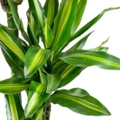 Dracaena Cintho - Branched - HydroCare -Indoor Plant Store Dracaena fragrans Cintho Leaves ab958d53 bedb 408c 85ce 6af32735502a