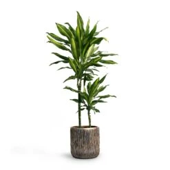Luxe Lite Waterfall Cylinder Planter - Bronze 22 Luxe Lite Waterfall Cylinder Planter - Bronze -Indoor Plant Store Dracaena fragrans Cintho MultiStem 19x80cm Plant Pot Luxe Lite Waterfall Cylinder Planter Bronze 23x22 7fad771a df03 446c beec dd3b5e3fb87d