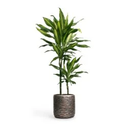 Luxe Lite Wrinkle Cylinder Planter - Bronze 22 Luxe Lite Wrinkle Cylinder Planter - Bronze -Indoor Plant Store Dracaena fragrans Cintho MultiStem 19x80cm Plant Pot Luxe Lite Wrinkle Cylinder Planter Bronze 23x22cm 5accb601 5c04 4b6d ad5e 18e97cf69776