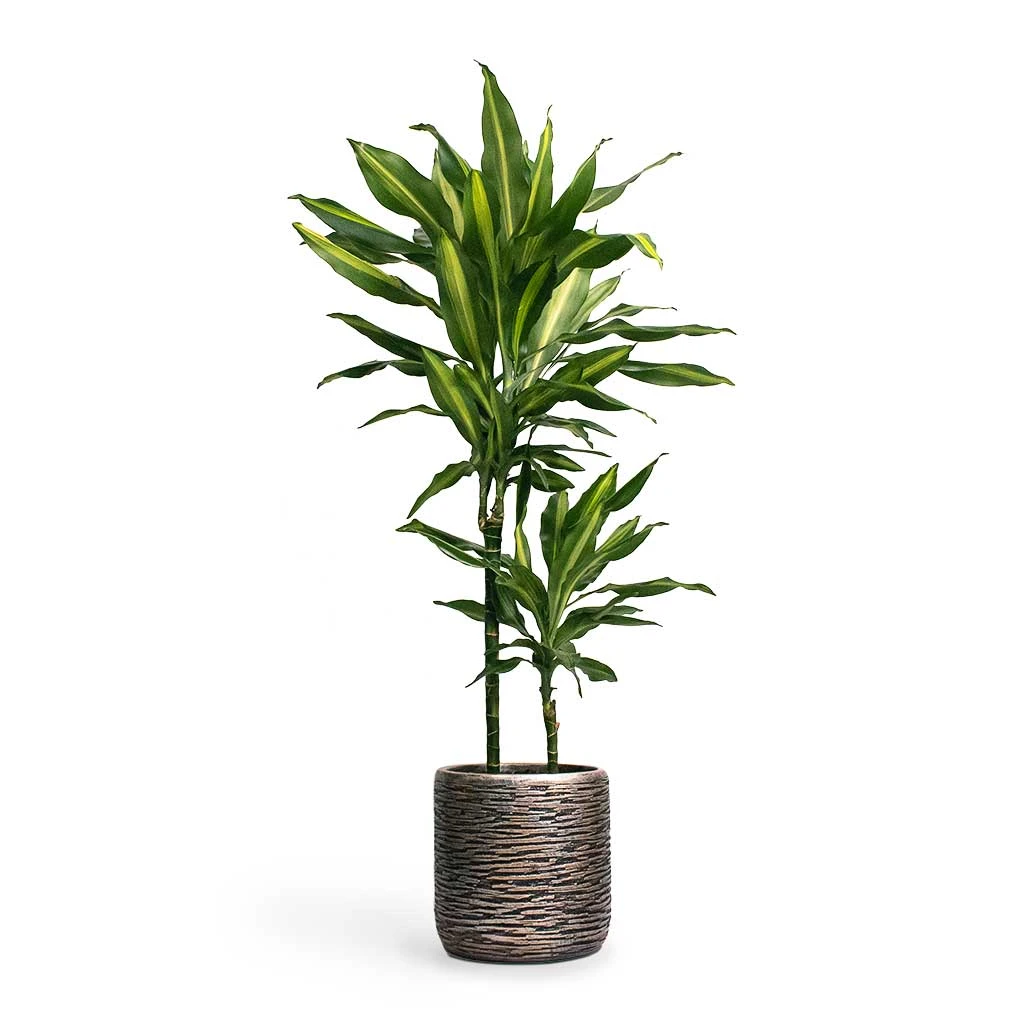 Luxe Lite Wrinkle Cylinder Planter - Bronze 9 Luxe Lite Wrinkle Cylinder Planter - Bronze - Image 9