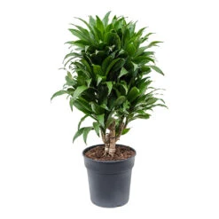 Dracaena Fragrans Compacta - Branched 19 Dracaena Fragrans Compacta - Branched -Indoor Plant Store Dracaena fragrans Compacta Branched 21cm