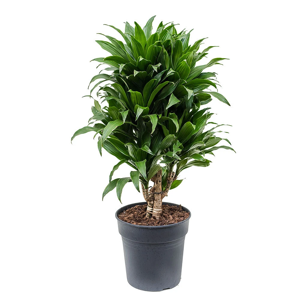 Dracaena Fragrans Compacta - Branched 8 Dracaena Fragrans Compacta - Branched - Image 8