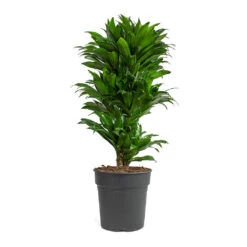 Dracaena Fragrans Compacta - Branched 21 Dracaena Fragrans Compacta - Branched -Indoor Plant Store Dracaena fragrans Compacta Branched 24cm