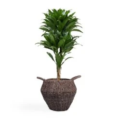 Dracaena Fragrans Compacta - Branched 18 Dracaena Fragrans Compacta - Branched -Indoor Plant Store Dracaena fragrans Compacta Branched 24x75cm Jelle Plant Baskets Set of 3 Black warped a799a670 655b 4e6e 8f03 e8610f298c38