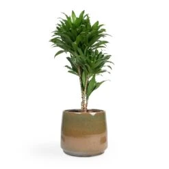Dracaena Fragrans Compacta - Branched 17 Dracaena Fragrans Compacta - Branched -Indoor Plant Store Dracaena fragrans Compacta Branched 24x75cm Joah Plant Pot Oasis 33x28cm