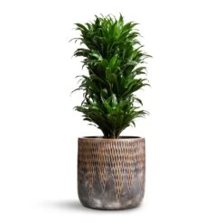 Luxe Lite Comet Cylinder Planter - Bronze -Indoor Plant Store Dracaena fragrans Compacta Branched 24x75cm Luxe Lite Comet Cylinder Planter Bronze 33x31cm 976326cc 1360 4465 8dd1 40a46bfee52c